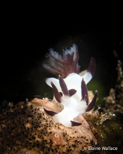 Please can someone tell me the name of this nudi, Totally... by Elaine Wallace 